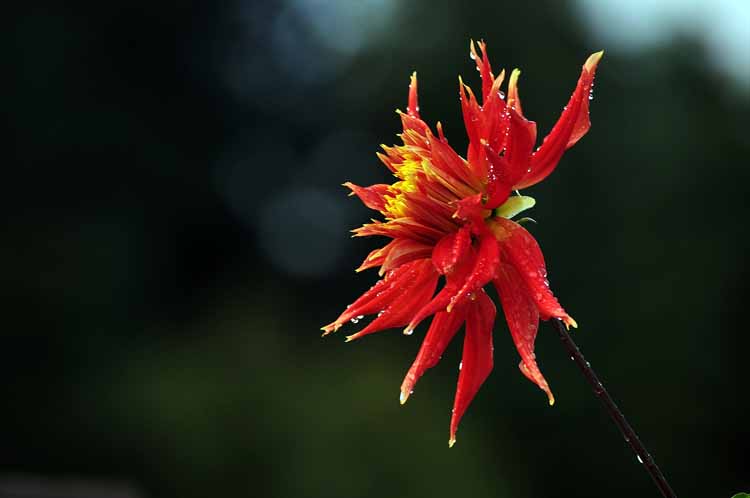 flower closeup